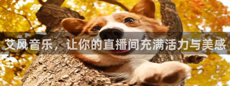 919足球直播 01篮球直播：艾风音乐，让你的直播间充满活力与美感
