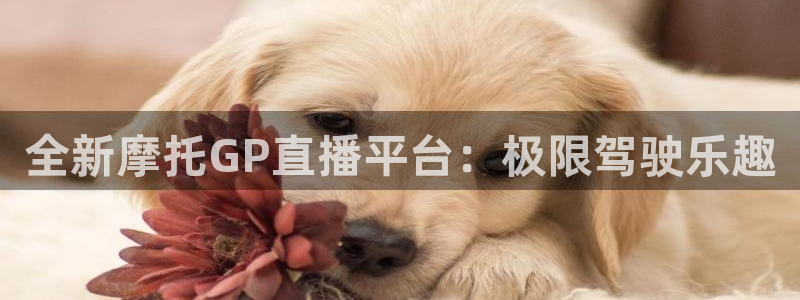 919体育直播间：全新摩托GP直播平台：极限驾驶乐趣